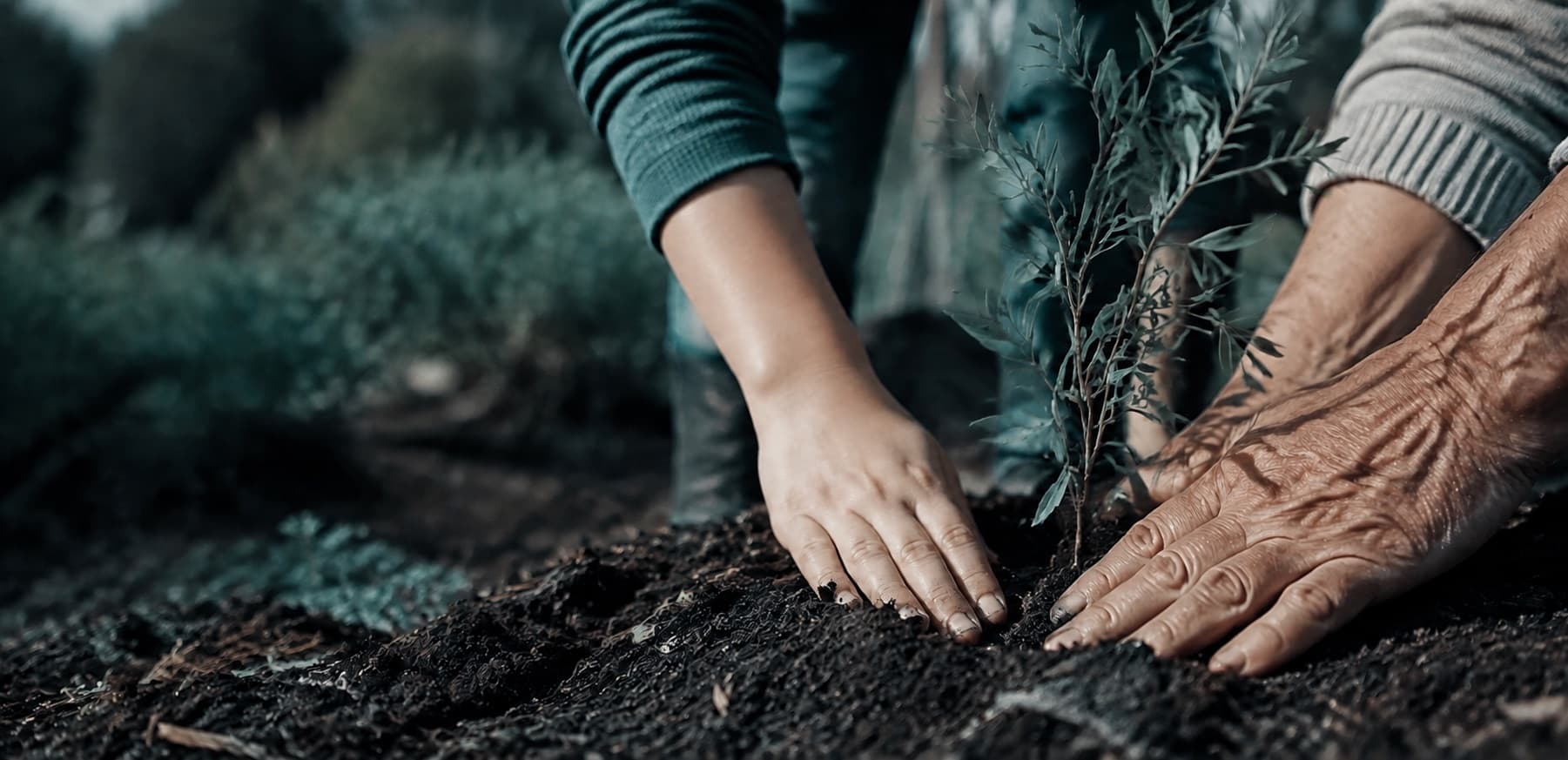 Two generations planting a native seedling together